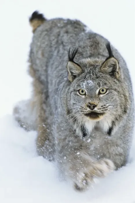 Framed Print : Canadian Lynx - walking through deep powder snow in late evening - Rocky Mountains - Idaho MR1352 Framed Print : Canadian Lynx - walking through deep powder snow in late evening - Rocky Mountains - Idaho MR1352