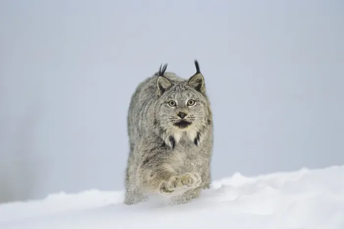 Framed Print : Canadian Lynx - walking through deep powder snow in late evening - Rocky Mountains - Idaho MR1354 Framed Print : Canadian Lynx - walking through deep powder snow in late evening - Rocky Mountains - Idaho MR1354