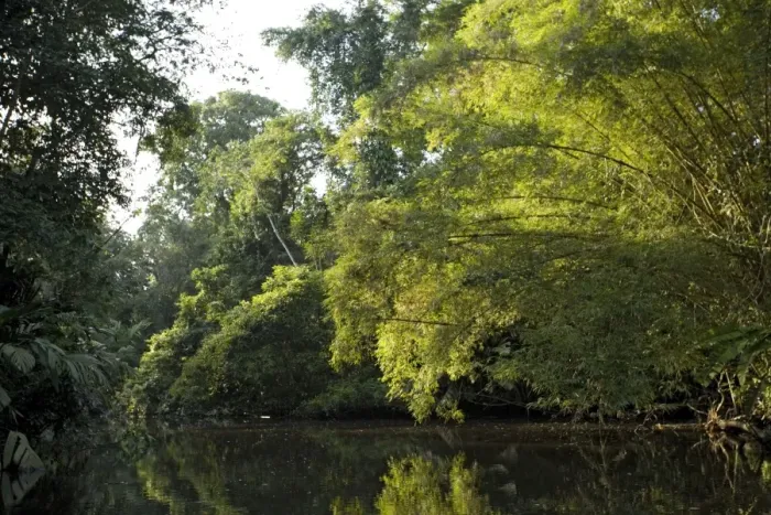 Framed Print : Canal in Tortuguero National Park, Caribbean coast of Costa Rica, overhung by raffia palms
