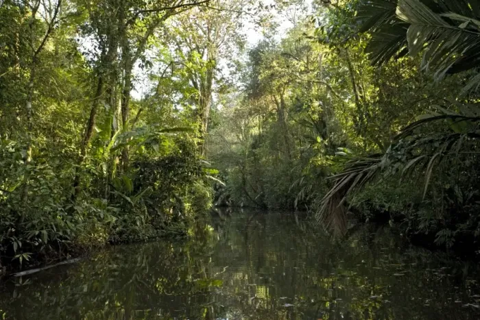 Framed Print : Canal in Tortuguero National Park, Caribbean coast of Costa Rica, overhung by raffia palms Framed Print : Canal in Tortuguero National Park, Caribbean coast of Costa Rica, overhung by raffia palms
