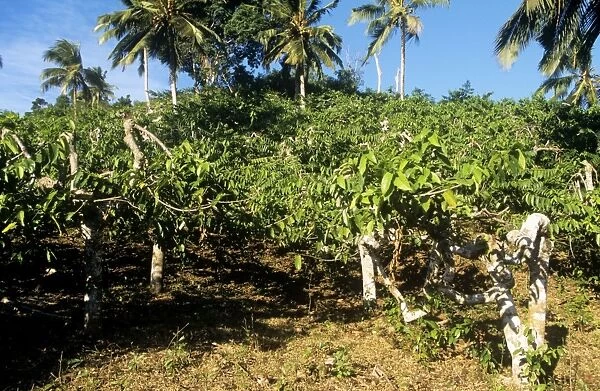 Cananga Tree - with Ylang Ylang flowers Mayotte Island, Comoros, Indian Ocean