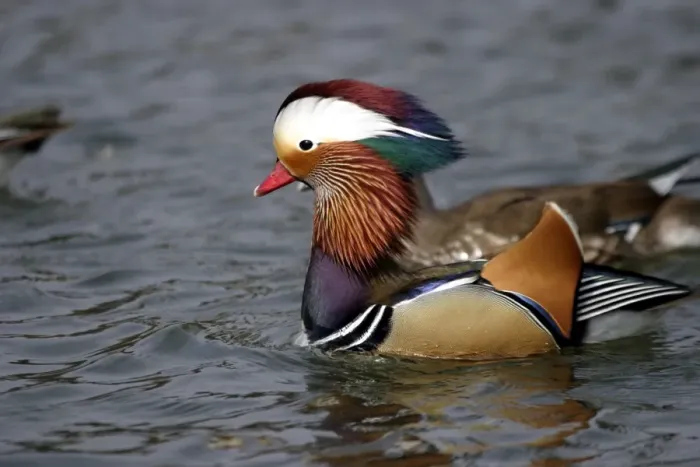 Framed Print : canard mandarin