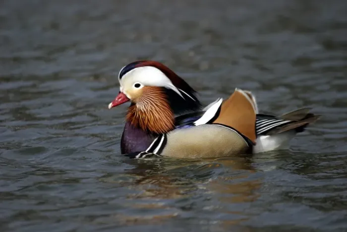 Framed Print : canard mandarin Framed Print : canard mandarin