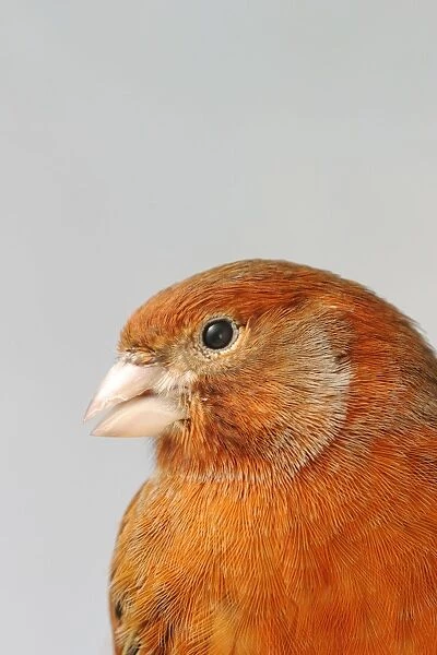 Canary - bronze red, close up of head, captive bred Bedfordshire UK