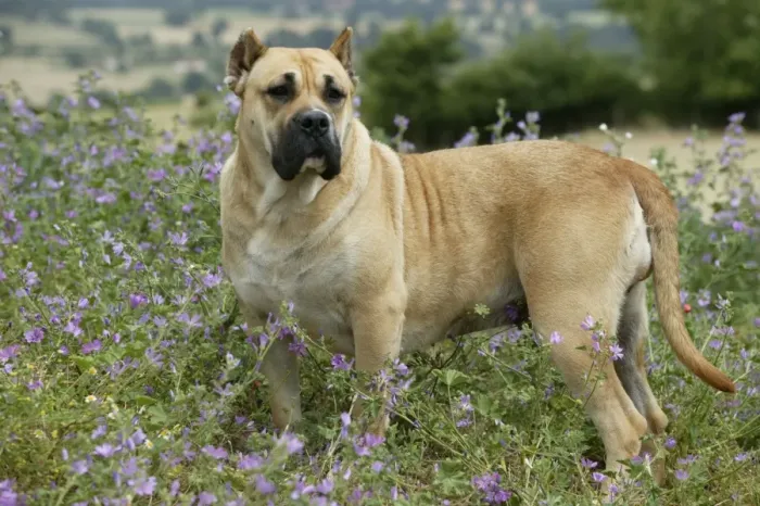 Framed Print : Canary Dog - cropped ears. Also know as Perro de Presa Canario Framed Print : Canary Dog - cropped ears. Also know as Perro de Presa Canario