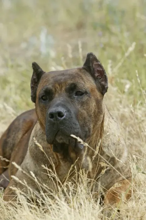 Framed Print : Canary Dog - cropped ears. Also know as Perro de Presa Canario Framed Print : Canary Dog - cropped ears. Also know as Perro de Presa Canario