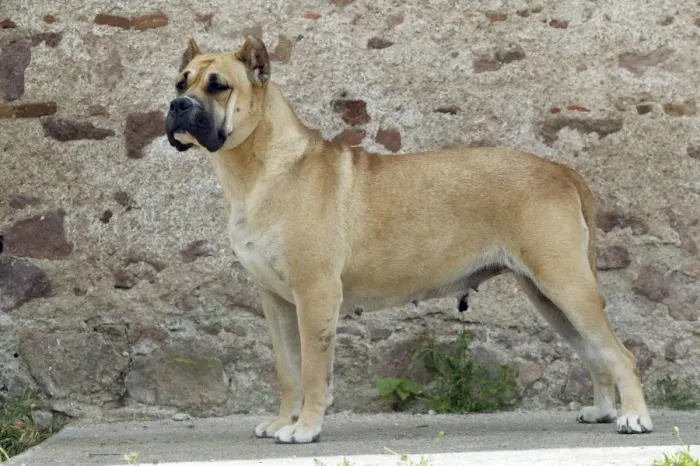 Framed Print : Canary Dog. Also known as Perro de Presa Canario Framed Print : Canary Dog. Also known as Perro de Presa Canario