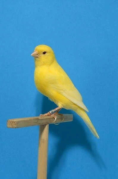 Canary - intensive clear gold colour. First in class Worls show Italy 99