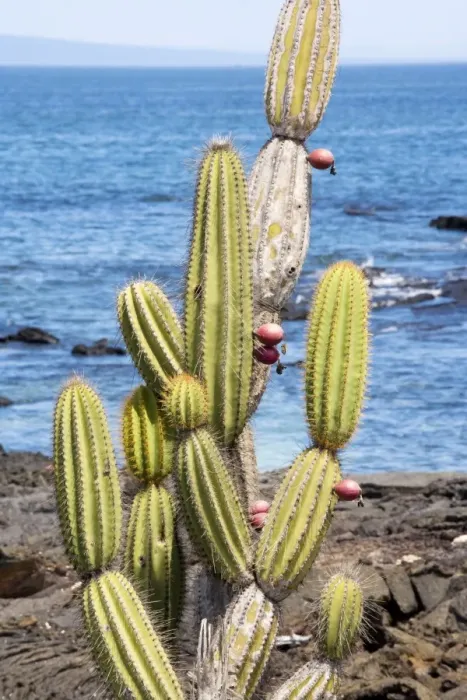 Framed Print : Candelabra cactus - Isabela, Galapagos Framed Print : Candelabra cactus - Isabela, Galapagos