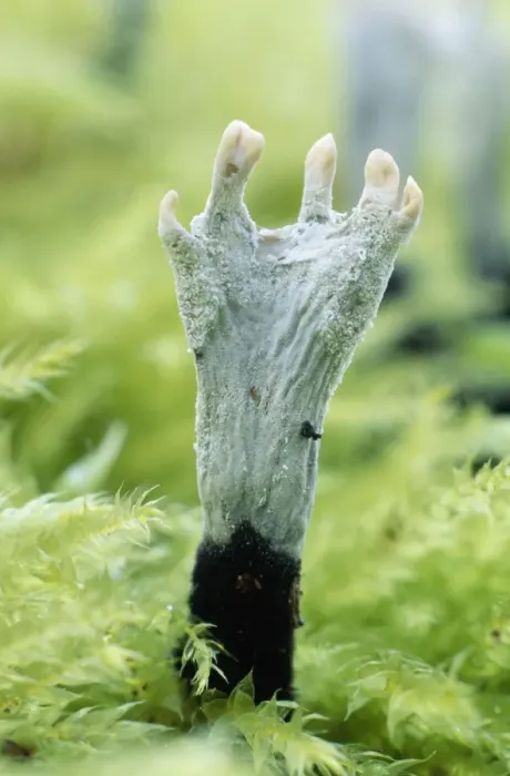 Framed Print : Candle-snuff / Stag's horn Fungi - growing on tree stump Framed Print : Candle-snuff / Stag's horn Fungi - growing on tree stump