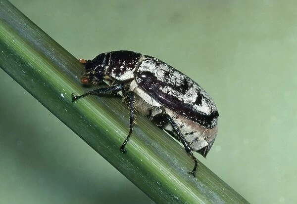 Cane Beetle - Sugar Cane pest ('Ptilotus (Waterhouse)