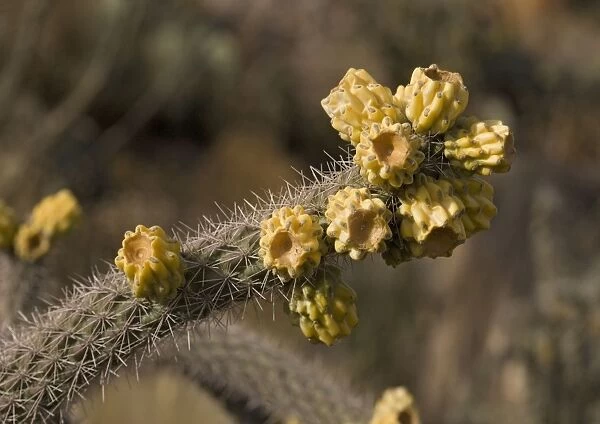 Cane Cholla - in fruit Formerly Opuntia genus Chihuahuan desert, USA