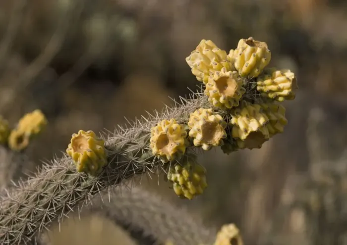 Framed Print : Cane Cholla - in fruit Formerly Opuntia genus Chihuahuan desert, USA Framed Print : Cane Cholla - in fruit Formerly Opuntia genus Chihuahuan desert, USA