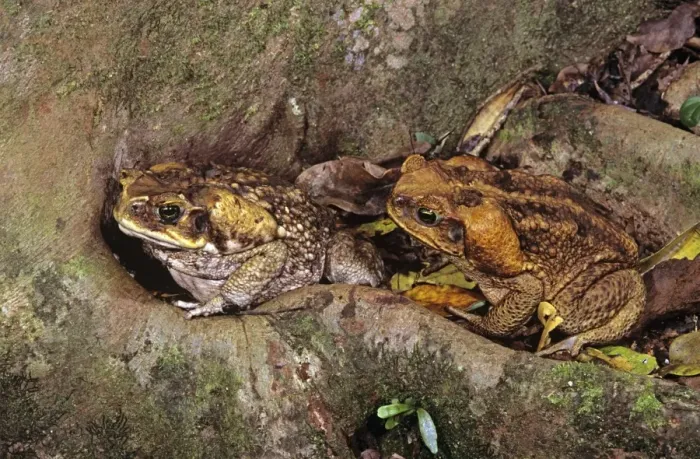Framed Print : Cane  /  Giant  /  Marine Toad - pair on rainforest floor, introduced to Australia in 1935, North Queensland, Australia JPF27768