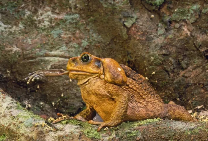 Framed Print : Cane Toad - introduced to Australia in 1935, eating native Tree Frog. Rainforest. Queensland, Australia Framed Print : Cane Toad - introduced to Australia in 1935, eating native Tree Frog. Rainforest. Queensland, Australia