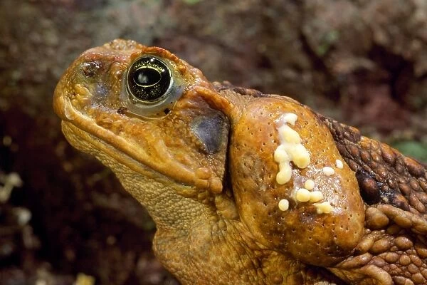 Cane Toad - venom exuding from parietal gland