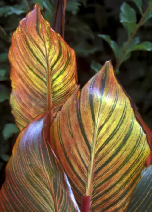 Framed Print : Canna Durban Striking ornamental foliage - October Kent garden, UK Framed Print : Canna Durban Striking ornamental foliage - October Kent garden, UK