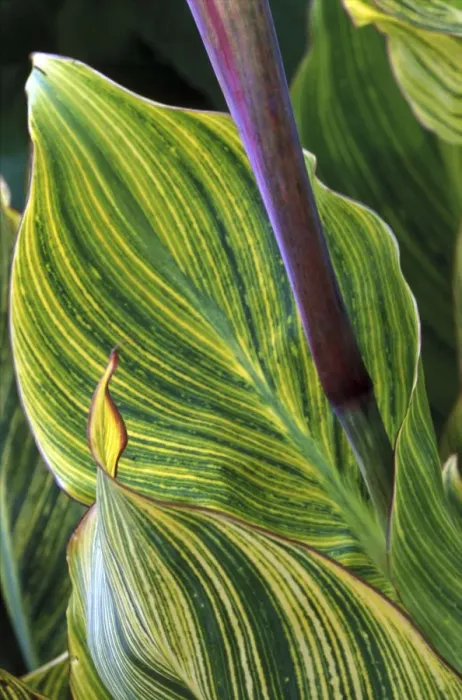Framed Print : Canna Striata - October Kent garden, UK Framed Print : Canna Striata - October Kent garden, UK