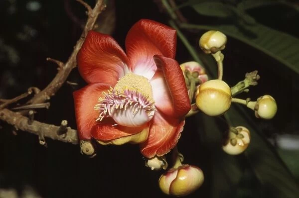 Cannonball Tree Flower Seychelles