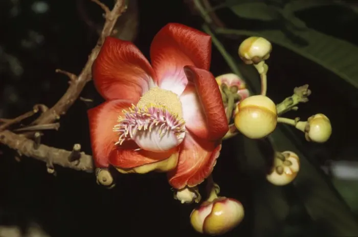 Framed Print : Cannonball Tree Flower Seychelles