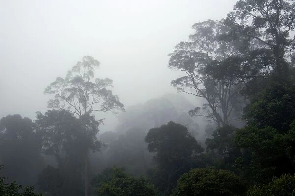 The canopy of a primary rainforest in the mist at dawn, river Danum Valley Conservation Area; Sabah, Borneo, Malaysia; June. Ma39. 3243