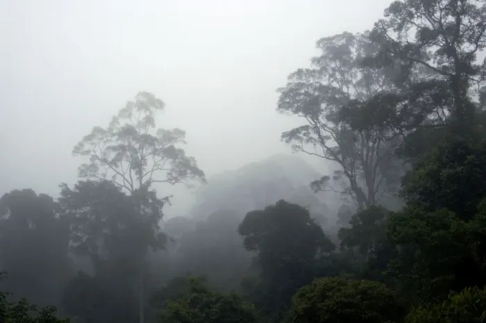 Framed Print : The canopy of a primary rainforest in the mist at dawn, river Danum Valley Conservation Area; Sabah, Borneo, Malaysia; June. Ma39. 3243 Framed Print : The canopy of a primary rainforest in the mist at dawn, river Danum Valley Conservation Area; Sabah, Borneo, Malaysia; June. Ma39. 3243