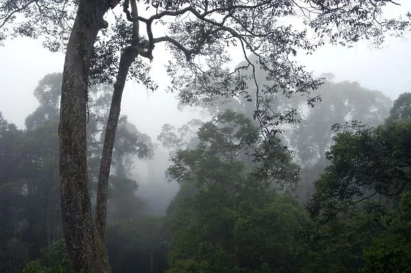 The canopy of a primary rainforest in the mist at dawn, river Danum Valley Conservation Area, Sabah, Borneo, Malaysia; June. Ma39. 3251