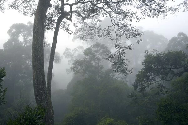 The canopy of a primary rainforest in the mist at dawn, river Danum Valley Conservation Area, Sabah, Borneo, Malaysia; June. Ma39. 3255