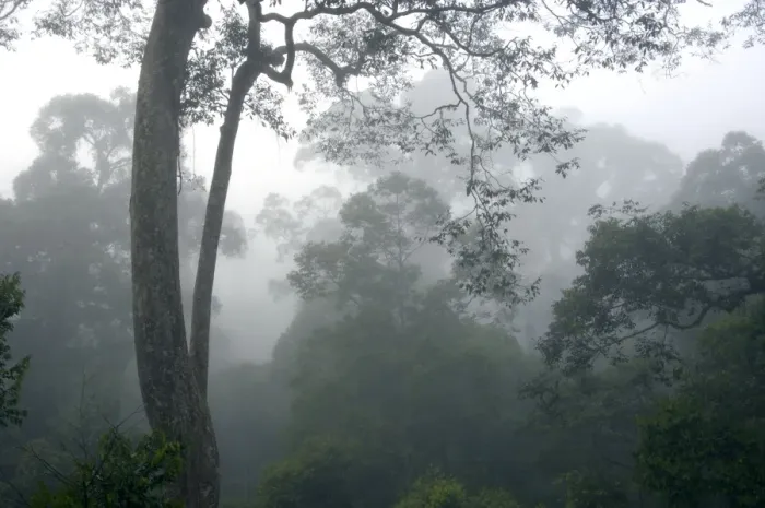 Framed Print : The canopy of a primary rainforest in the mist at dawn, river Danum Valley Conservation Area, Sabah, Borneo, Malaysia; June. Ma39. 3255 Framed Print : The canopy of a primary rainforest in the mist at dawn, river Danum Valley Conservation Area, Sabah, Borneo, Malaysia; June. Ma39. 3255