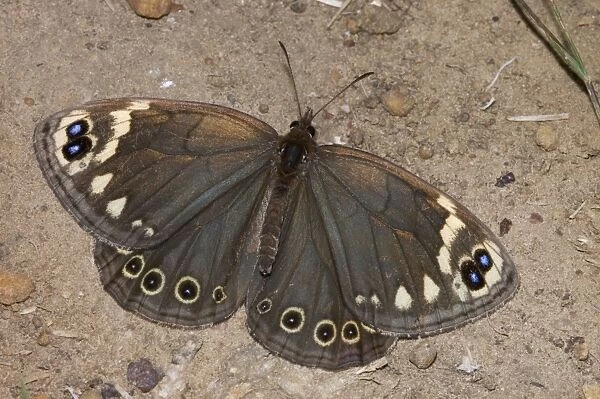 Cape Autumn Widow Butterfly - Adult resting on ground. Inhabits grassy areas on mountain slopes and lower ground, sometimes straying into urban areas. Females scatter eggs in flight; larvae feed on grasses. Confined to Western and Eastern Cape