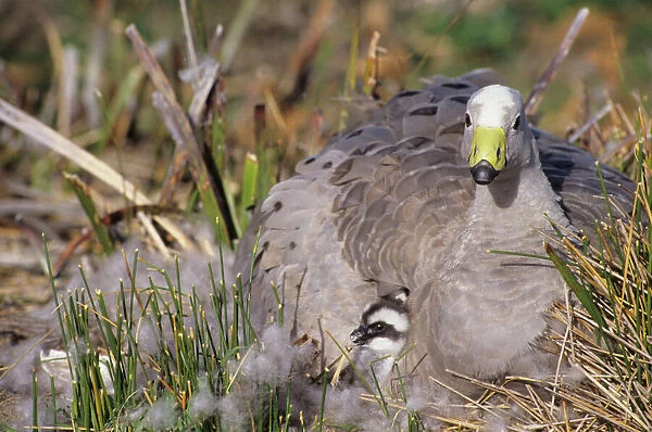 Cape Barren Geese - Family groups to flocks of 100 plus