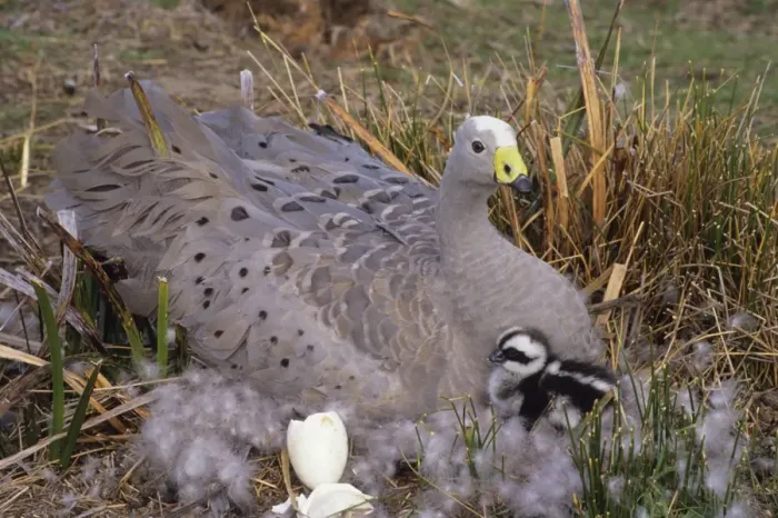 Framed Print : Cape Barren Geese - Mother on nest with young newly hatched. Family groups to flocks of 100 plus. Australia Framed Print : Cape Barren Geese - Mother on nest with young newly hatched. Family groups to flocks of 100 plus. Australia
