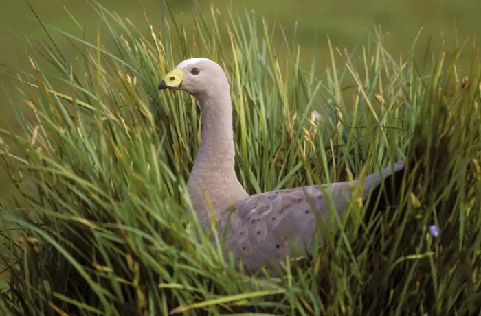 Framed Print : Cape Barren Goose Flinders Chase National Park, Kangaroo Island, South Australia Framed Print : Cape Barren Goose Flinders Chase National Park, Kangaroo Island, South Australia