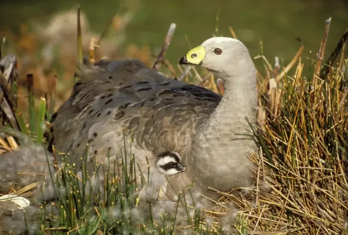Framed Print : Cape Barren Goose Mother & Chick, Tasmania, Australia Framed Print : Cape Barren Goose Mother & Chick, Tasmania, Australia