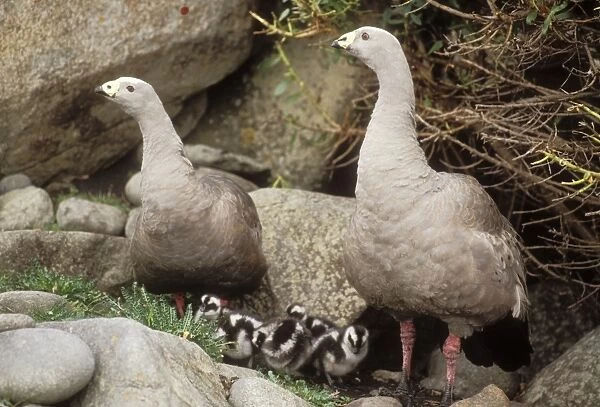 Cape Barren Goose With young, Australia