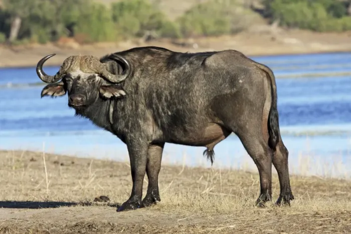 Framed Print : Cape buffalo, Chobe NP, Botswanan Framed Print : Cape buffalo, Chobe NP, Botswanan