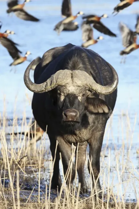Framed Print : Cape buffalo, Chobe NP, Botswanan Framed Print : Cape buffalo, Chobe NP, Botswanan