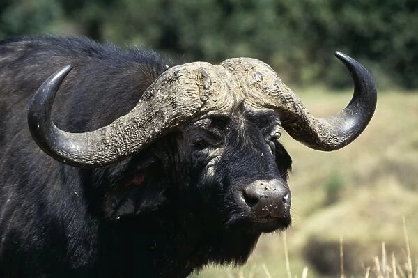 Cape Buffalo Close-up of head, Maasai Mara National Park, Africa
