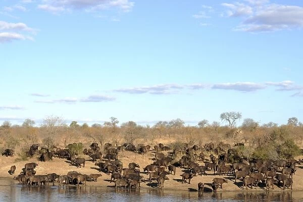 Cape Buffalo - herd - Kruger National Park, South Africa