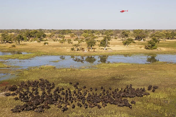 Cape Buffalo - herd at a marsh area - the helicopter