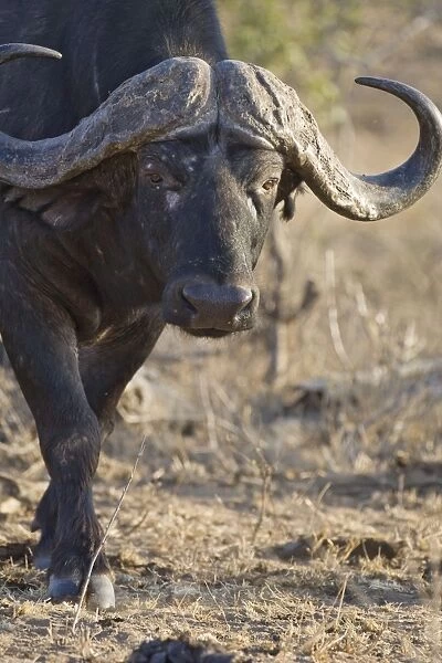 Cape Buffalo - Mala Mala Reserve - South Africa