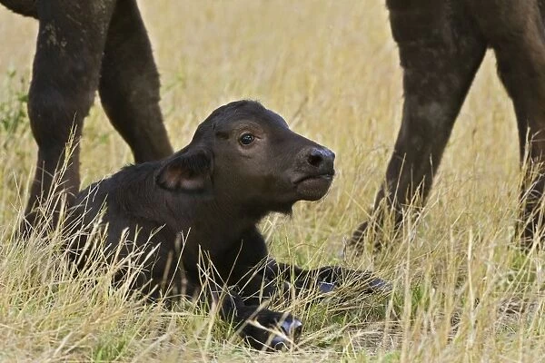 Cape Buffalo - Newborn calf (2-3 days old) Maasai Mara Conservancy, Kenya