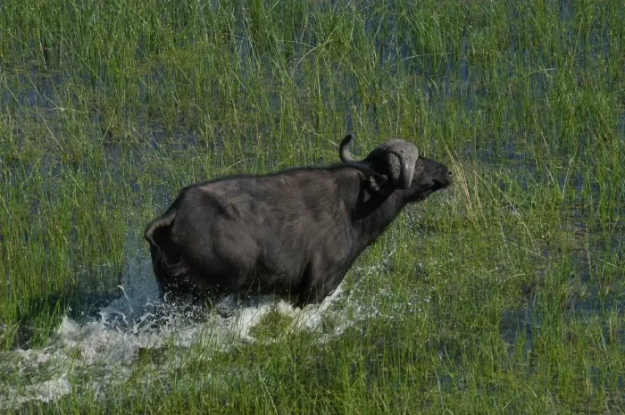 Framed Print : Cape Buffalo - Okavango Delta Botswana Africa Framed Print : Cape Buffalo - Okavango Delta Botswana Africa