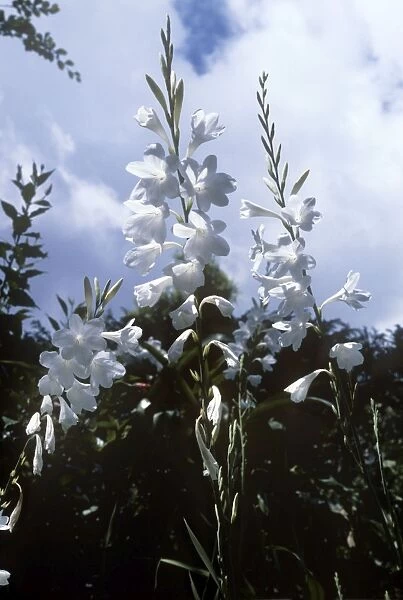 Cape bugle-lily
