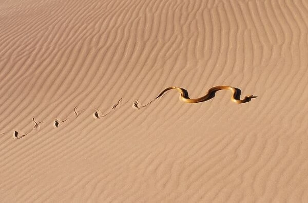 Cape Cobra Namibia, Africa