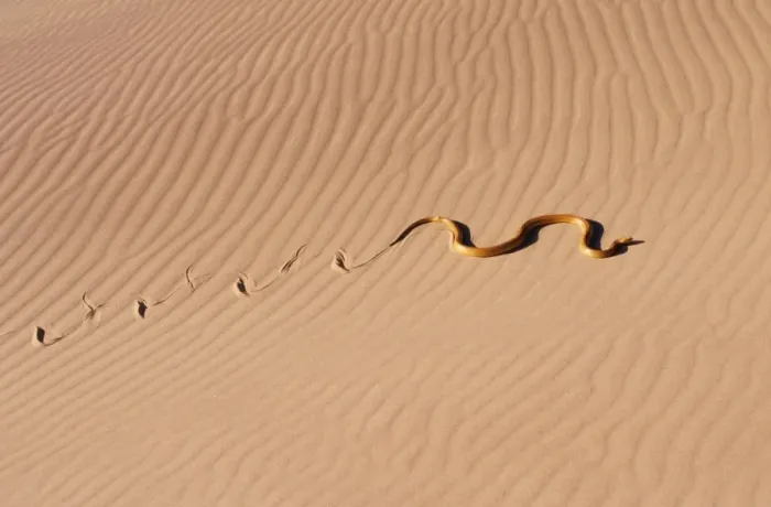 Framed Print : Cape Cobra Namibia, Africa Framed Print : Cape Cobra Namibia, Africa