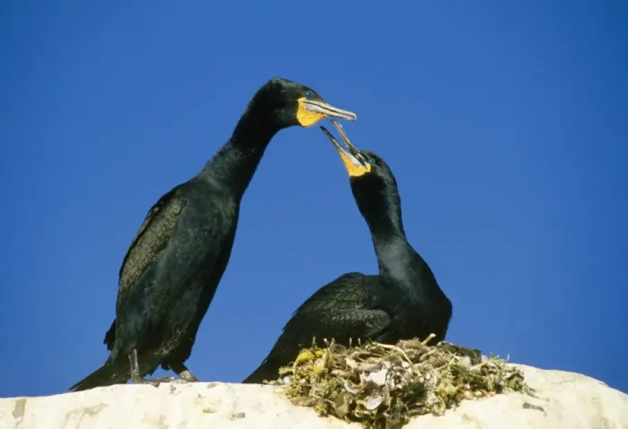 Framed Print : Cape Cormorant Framed Print : Cape Cormorant