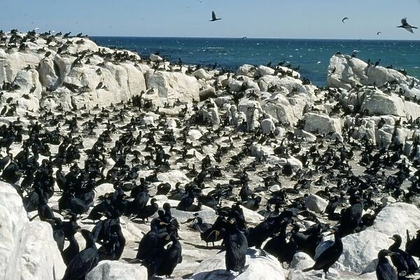 Cape Cormorant - breeding colony 