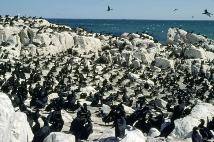 Framed Print : Cape Cormorant - breeding colony