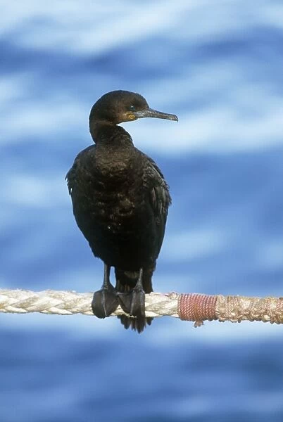 Cape Cormorant South Africa